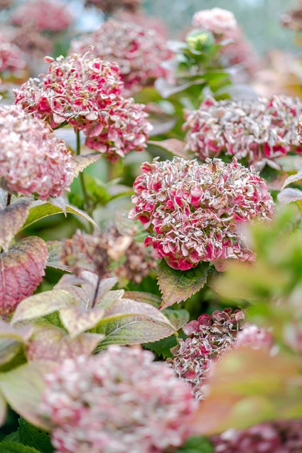 Home Restaurant a Torri del Benaco: Un’Esperienza Gourmet in Dimora Privata 9